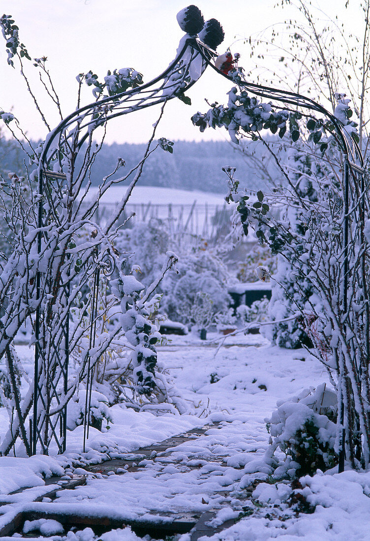 View through rose arch in snowy garden