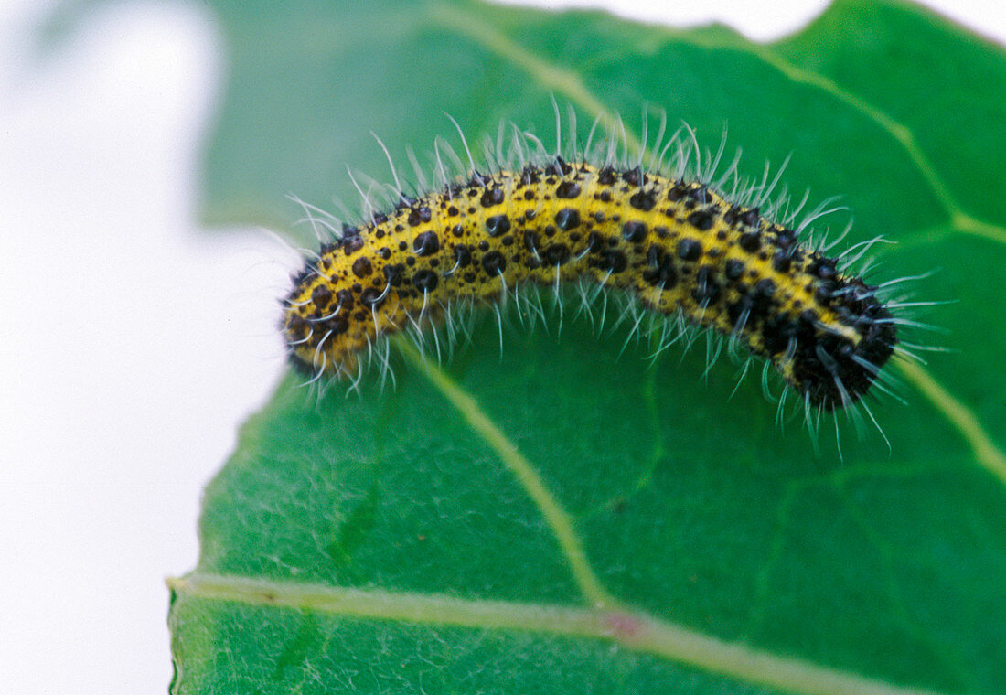 Black and yellow, hairy caterpillar on leaf