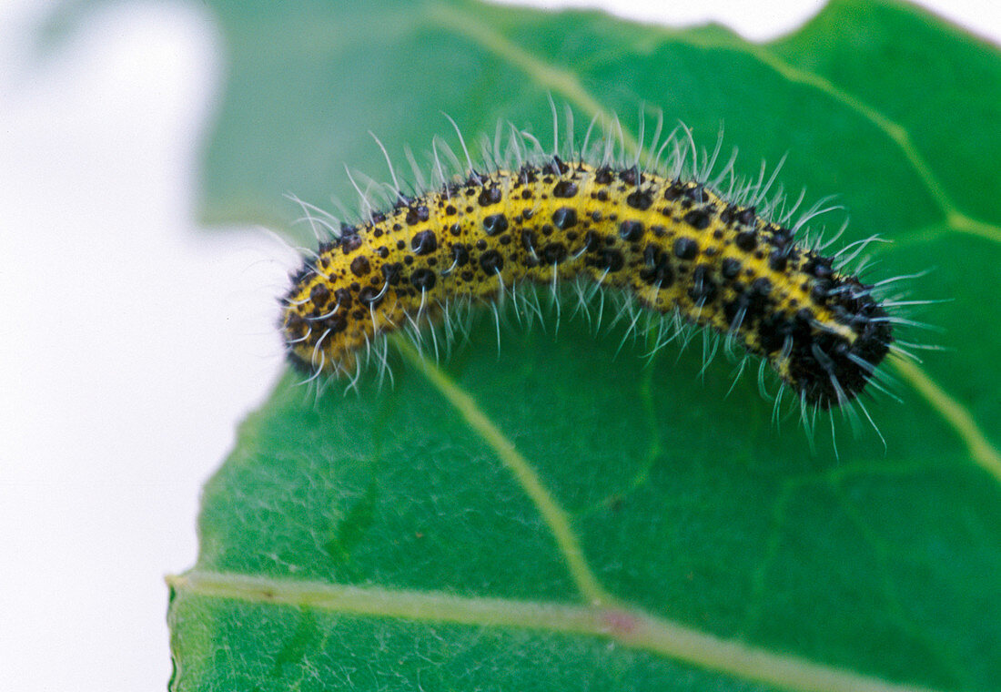 Schwarzgelbe, haarige Raupe auf Blatt