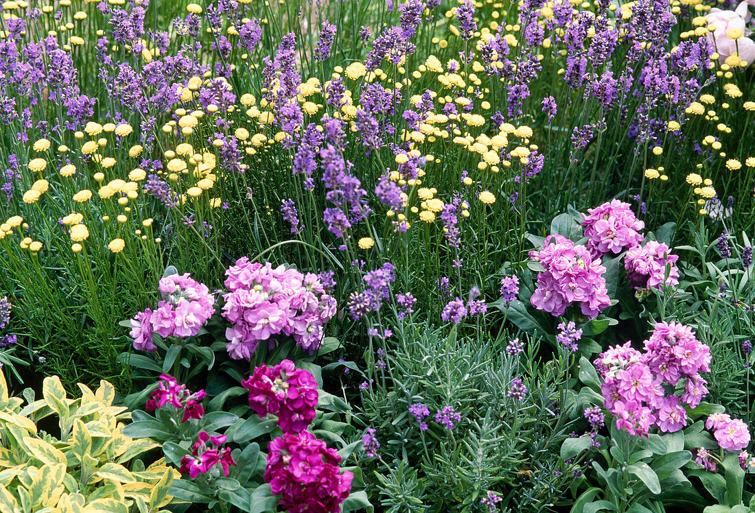 Lavandula 'Munstead' (lavender), Santolina chamaecyparissus