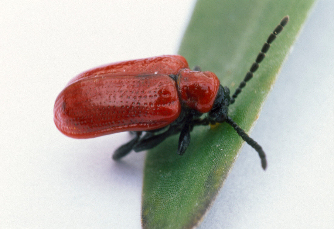 Lilioceris lilii (lily leaf beetle)