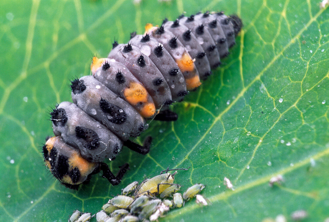 Coccinellia septempunctata (Ladybug larvae)
