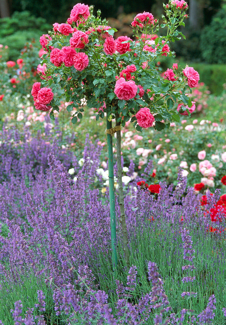 Pink 'Rosarium Uetersen' (climbing rose) on stem, Lavandula)