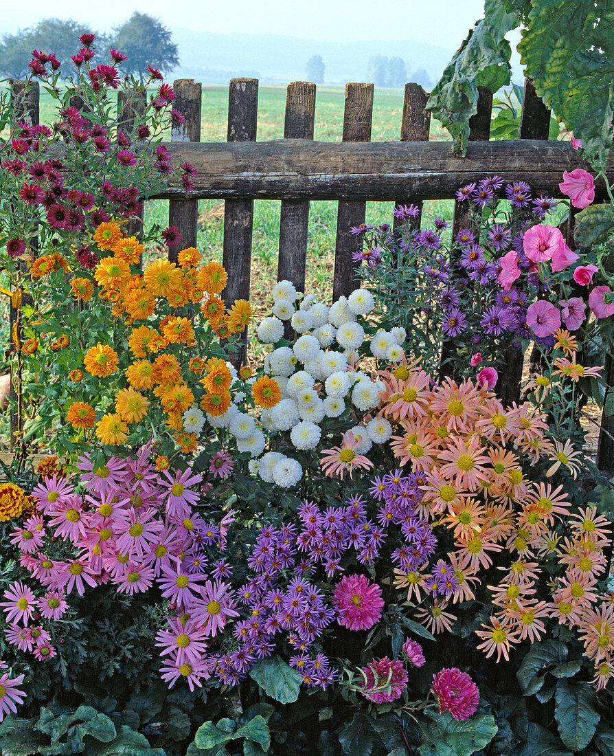Chrysanthemum indicum 'Clara Curtis', 'Goldmarianne' und 'White Bouquet'