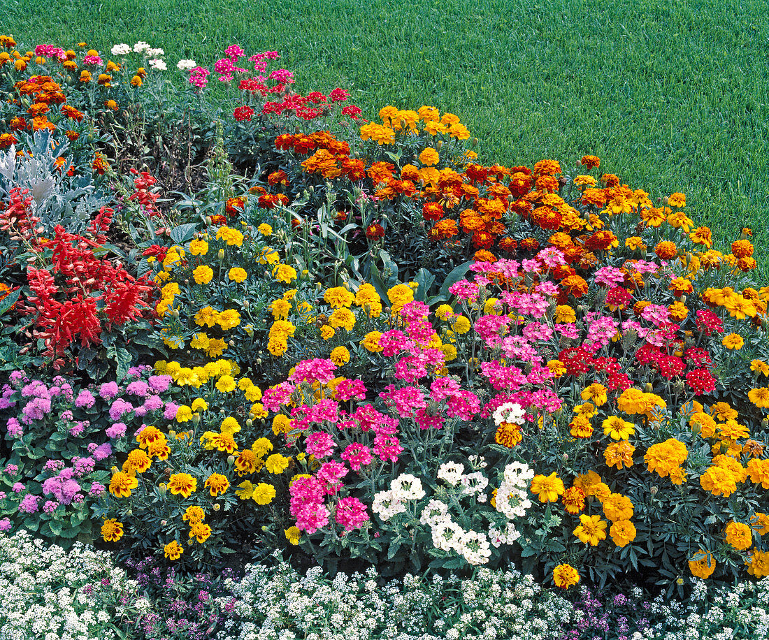 Verbena Hybride, LOBULARIA MARITIMA 'Schneeteppich'