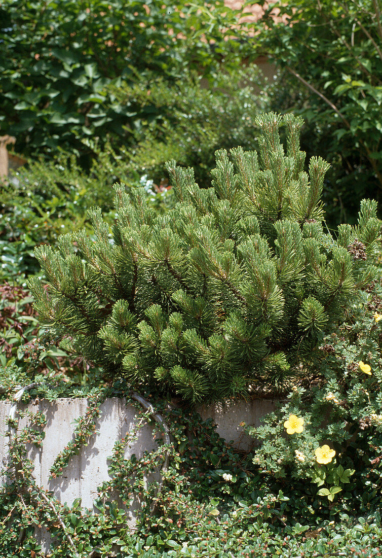 Pinus mugo