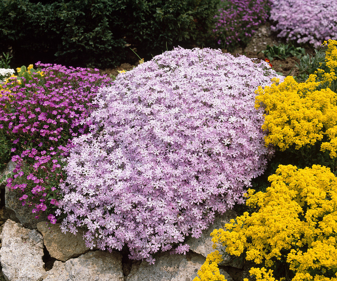 Phlox subulata