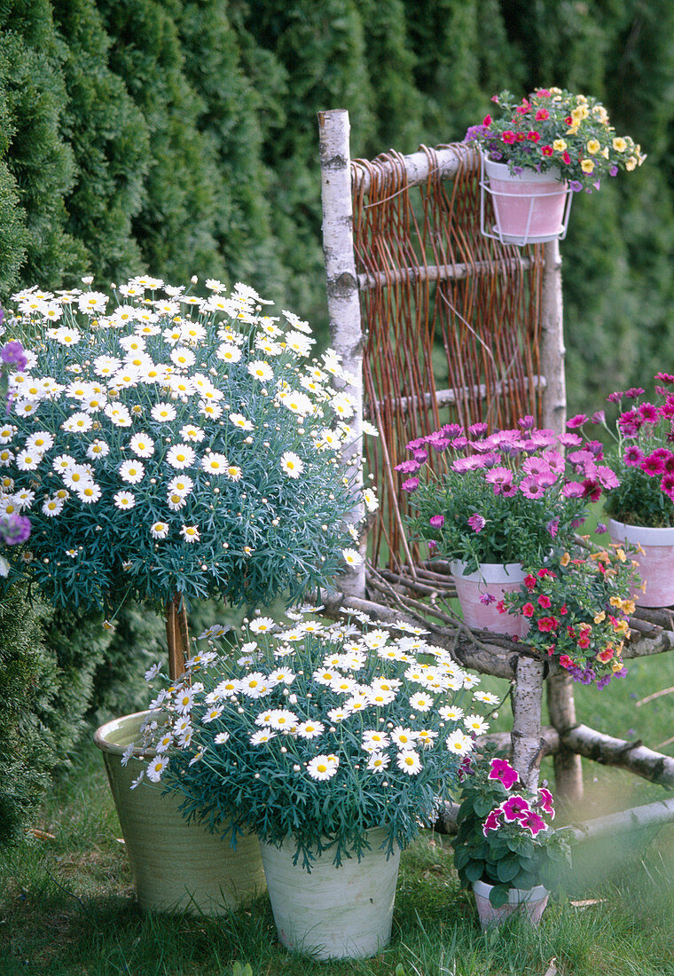 Argyranthemum 'Stella 2000' (Margeriten)