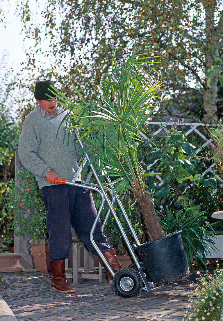 Man pushes Trachycarpus fortunei (hemp palm) with sack truck