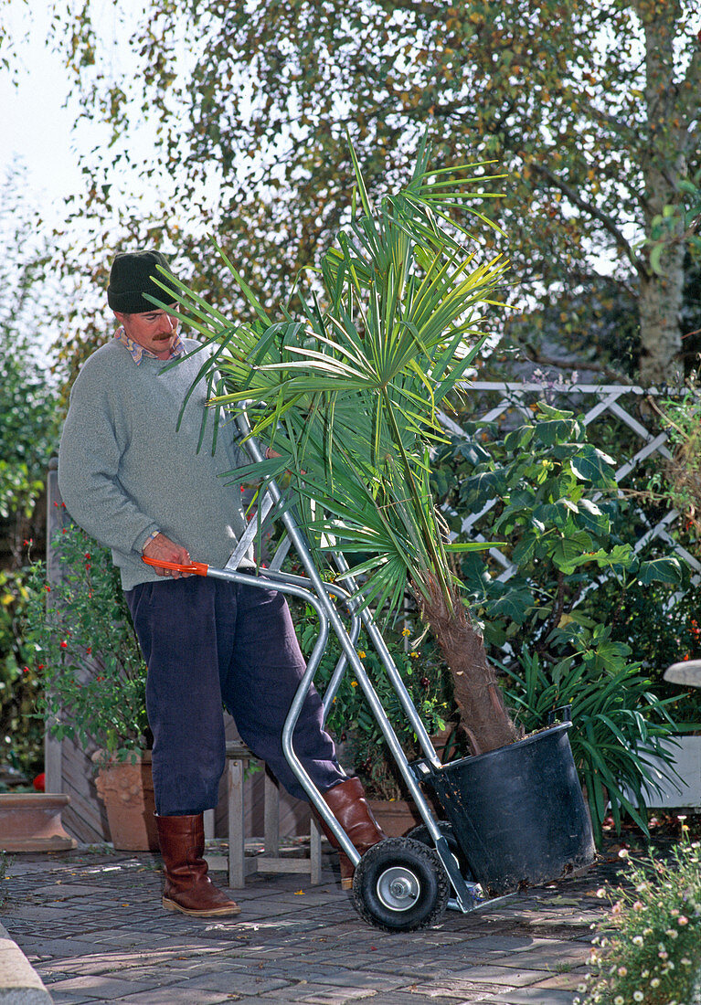 Mann fährt Trachycarpus fortunei (Hanfpalme) mit Sackkarre