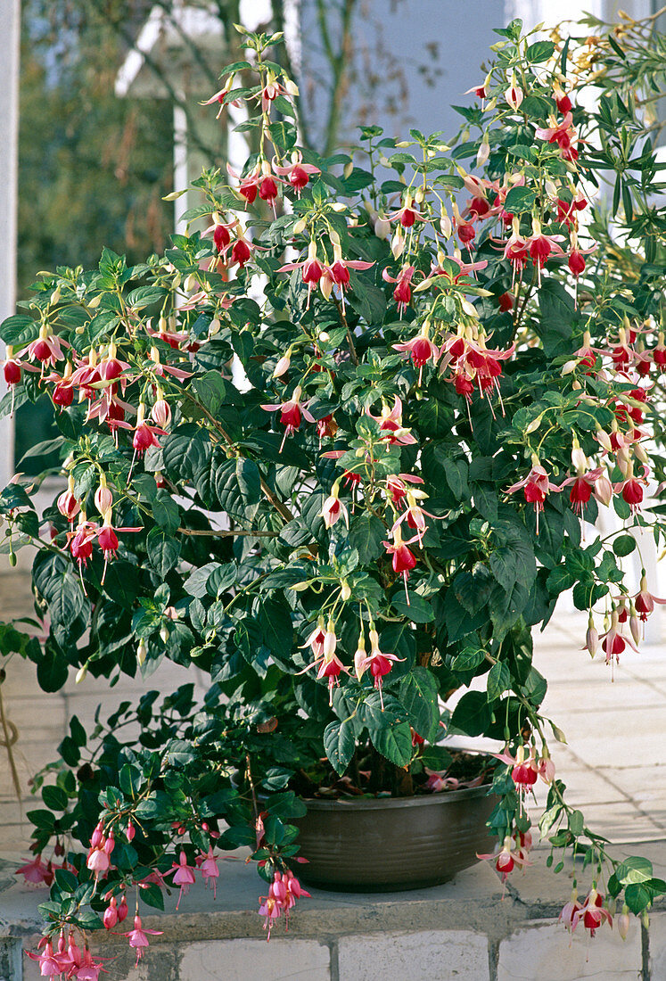 Fuchsia 'Checkerboard' (Fuchsie)