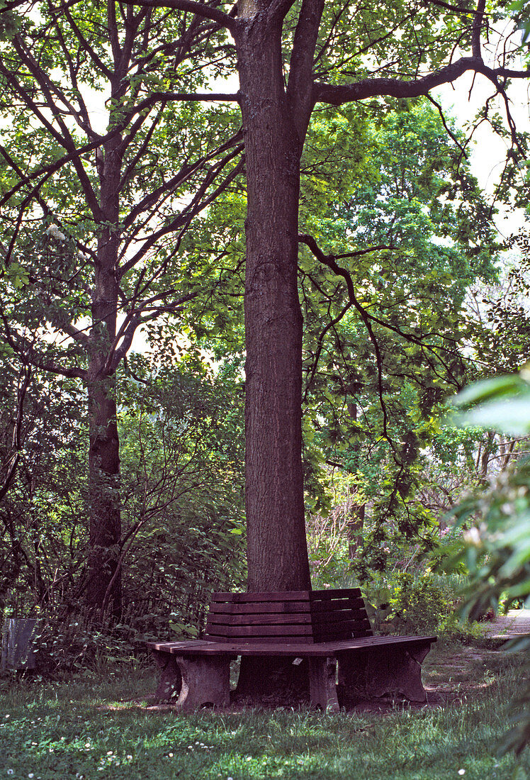 Garden bench around a big tree