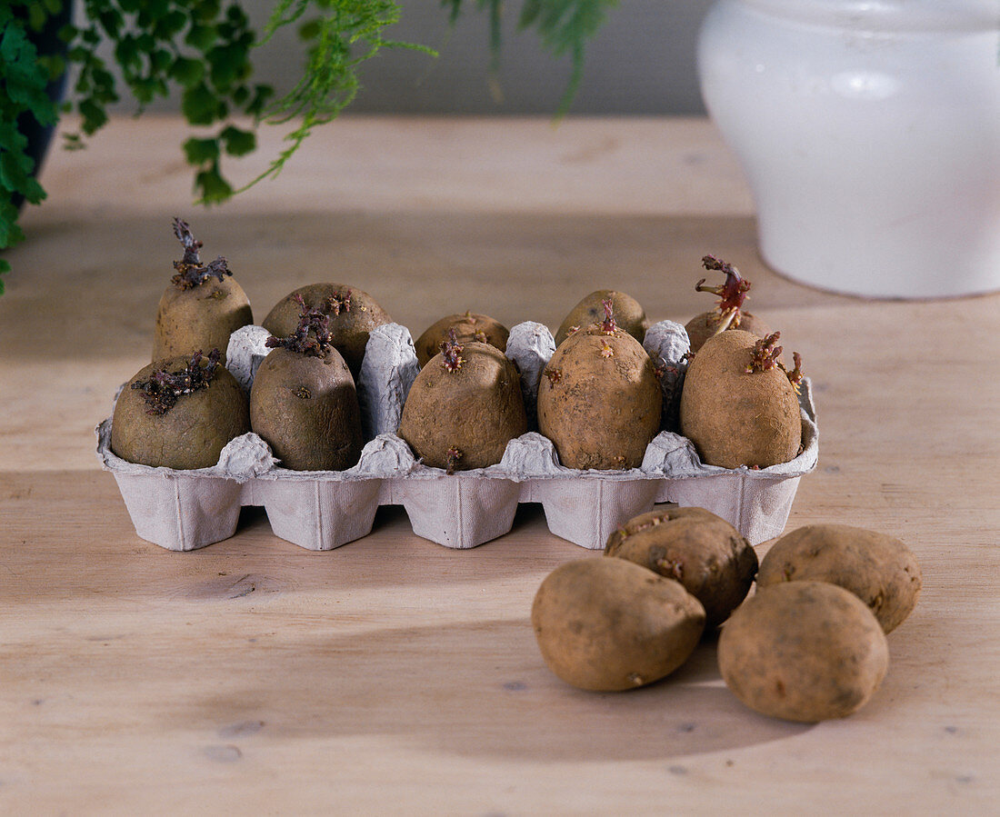 Kartoffeln im Zimmer treiben