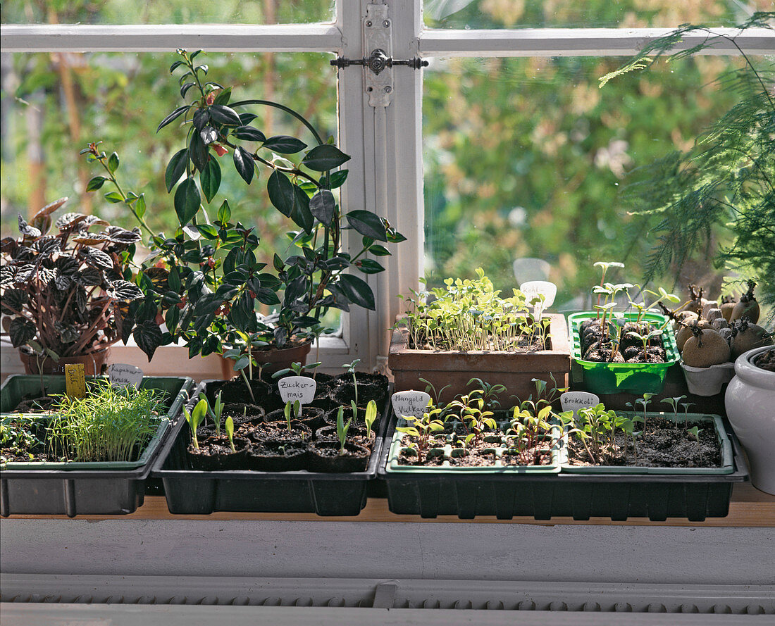 Vegetable seedlings on the windowsill