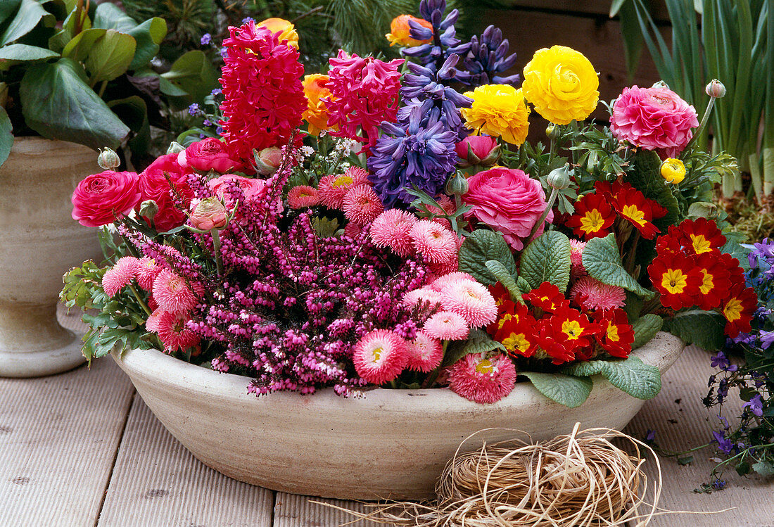 Bellis (Tausendschön), Primula, Ranunkel