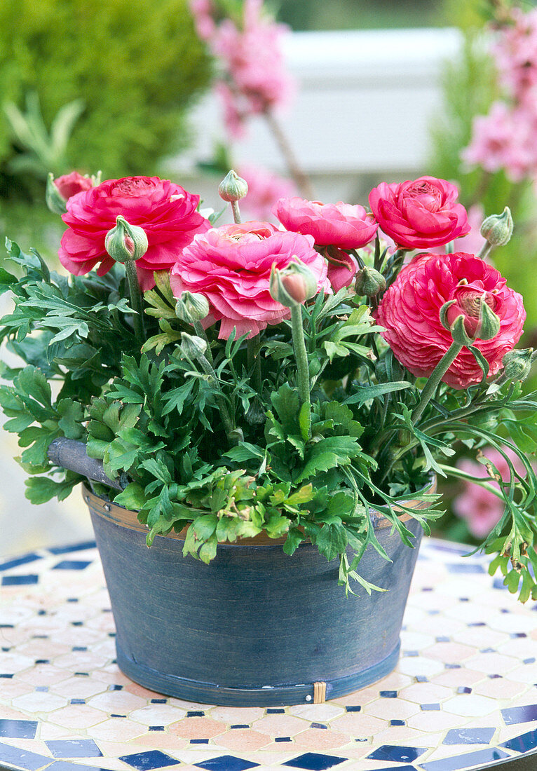 Ranunculus hybrids