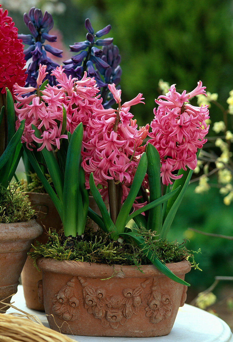 Hyacinthus ORIENTALIS