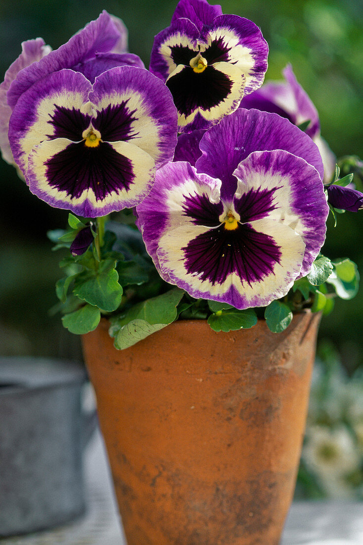 Viola WITTROCKIANA