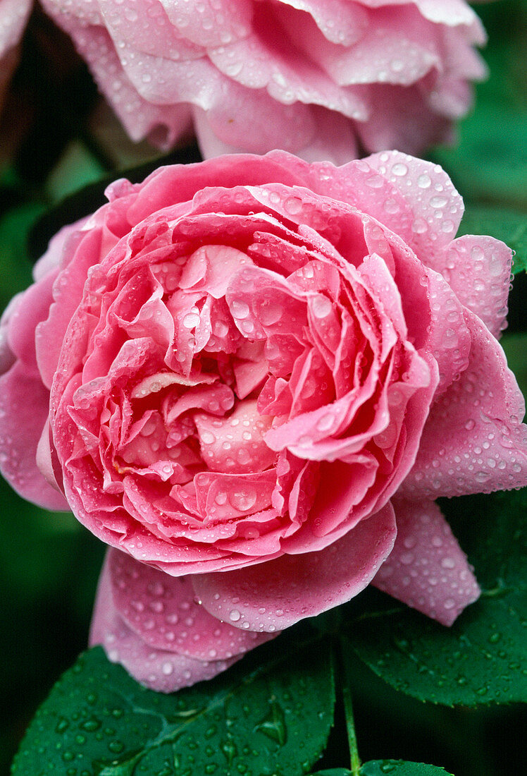 English Rose 'Mary Rose'