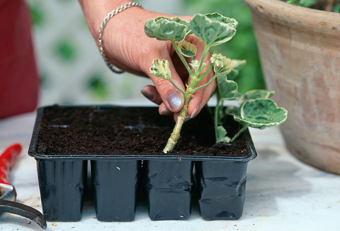 Vermehrung von Pelargonium-Stecklingen