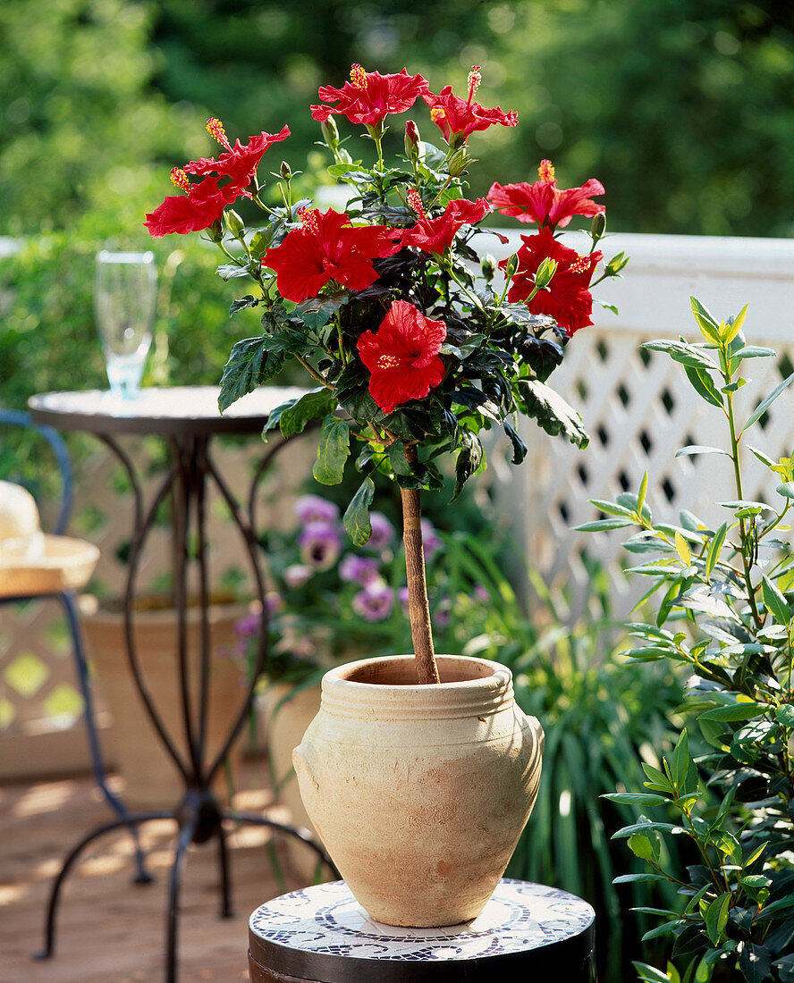 Hibiscus rosa-sinensis (rosemary)