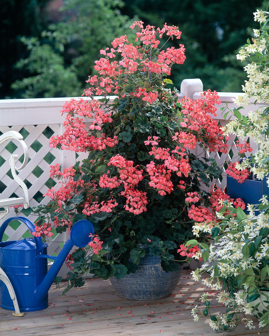 Pelargonium zonal hybrids 'Antik'