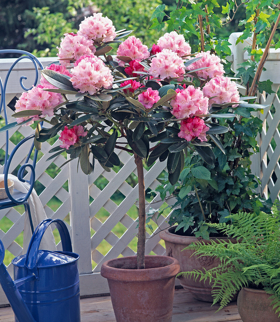 Rhododendron as a stem