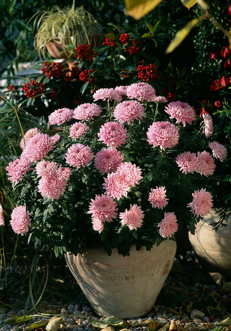 Dendranthema indicum, Herbst-Chrysantheme