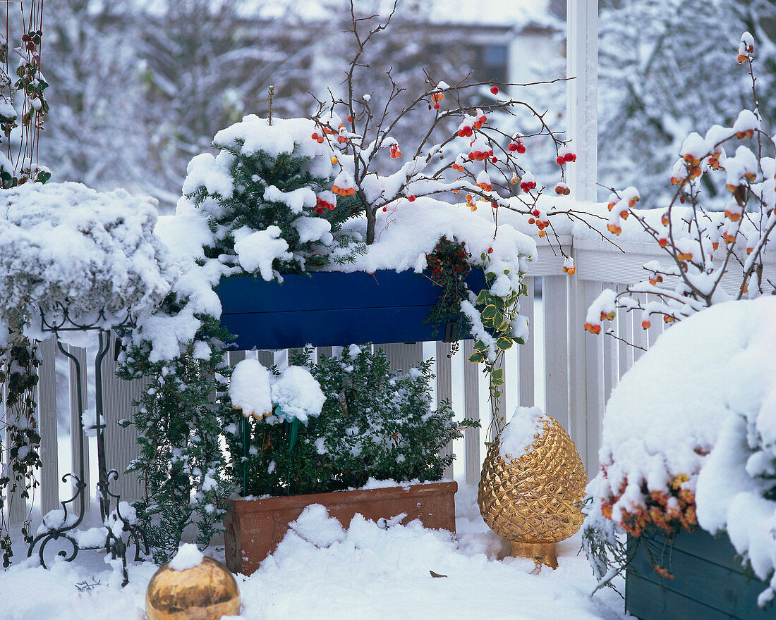 Balkon IM Winter mit Buchsbaum