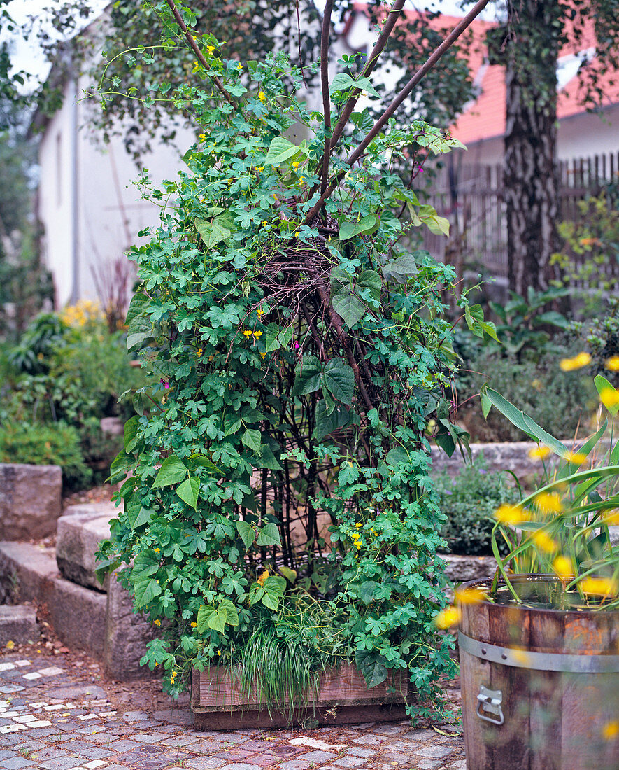 Tropaeolum peregrinum (Canarian nasturtium)