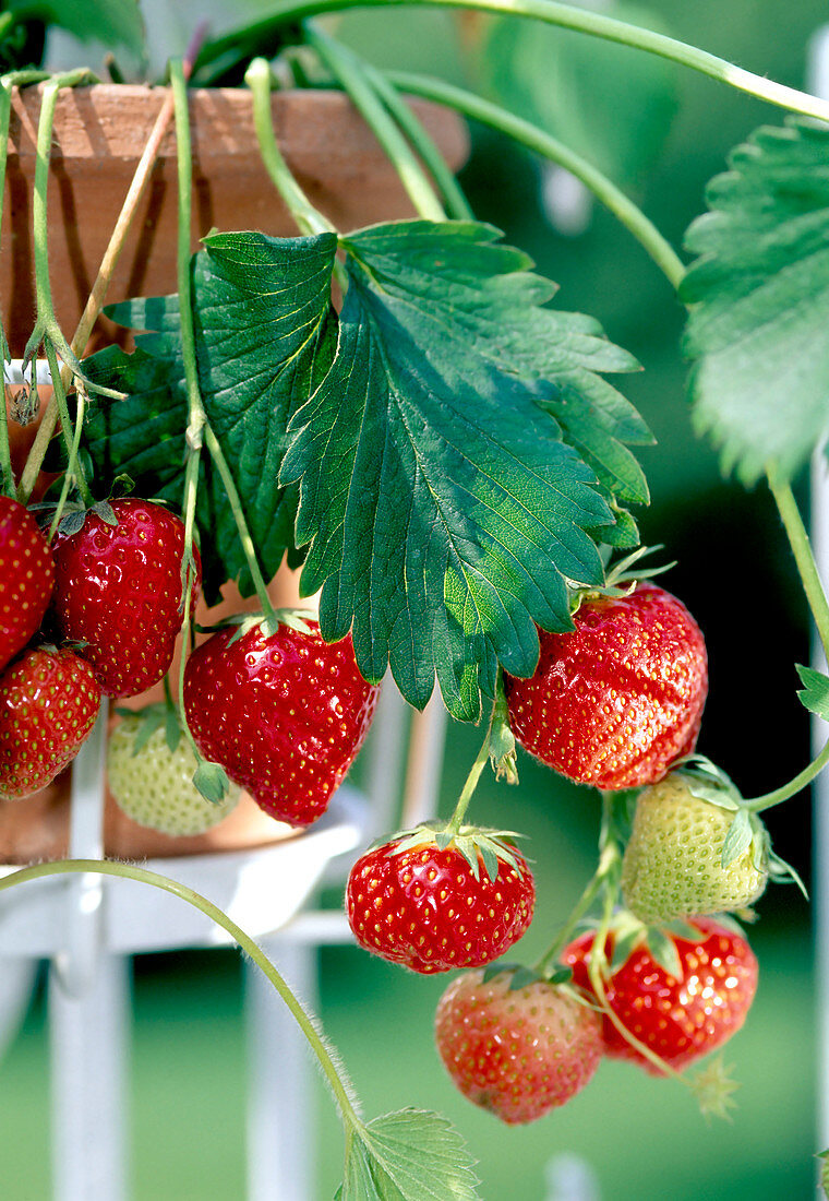 Erdbeere 'Elsanta' (Fragaria) trägt suesse aromatische Früchte
