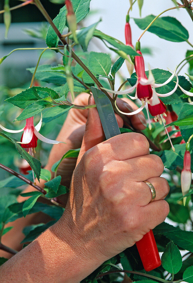 Stecklingsvermehrung Fuchsien : 1/7