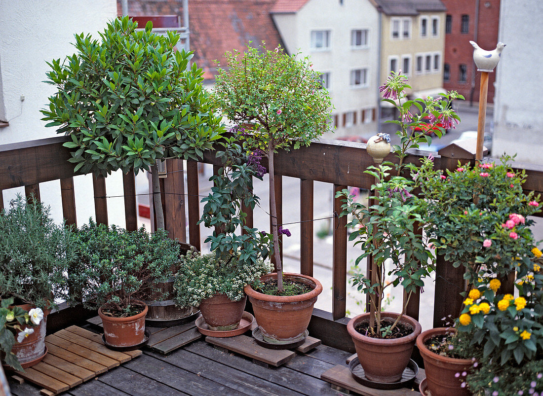 City balcony with rosemary, myrtle, laurel