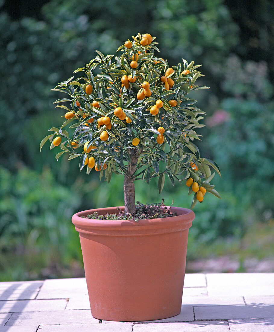 Fortunella japonica (Kumquat) mit Früchten