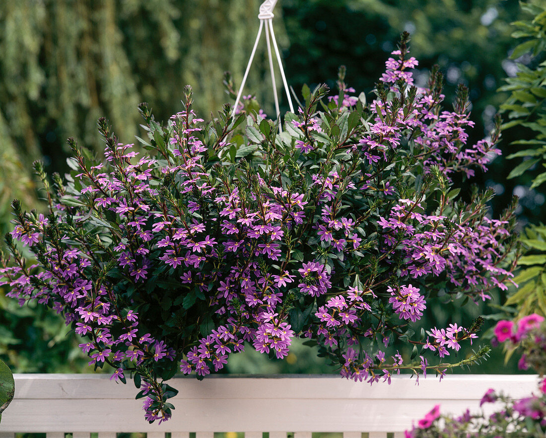 Ampel: SCAEVOLA aemula 'Blue WONDER'