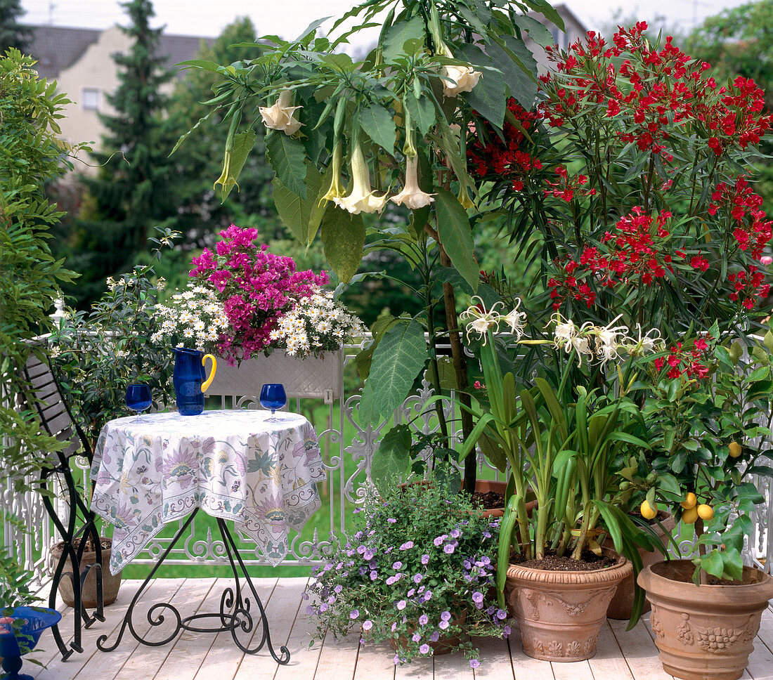 Kasten: ARGYRANTHEMUM, BOUGAINVILLEA, BRUGMANSIA suaveolens