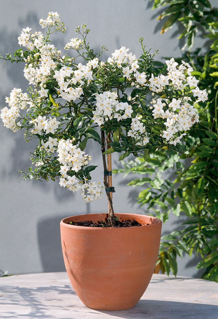 Solanum jasminoides (Jasmin-Nachtschatten)