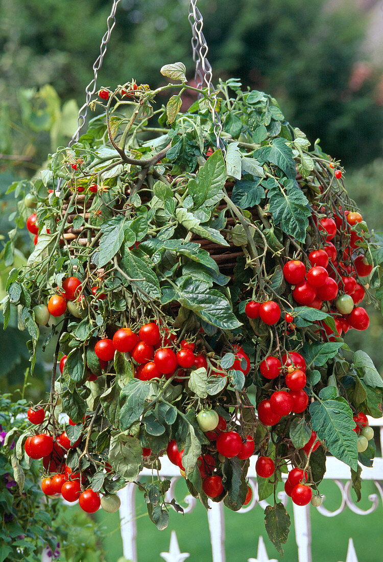 Tomato in hanginh basket