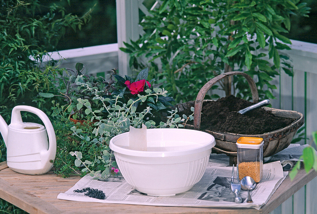 Ampel Bepflanzen mit HELICHRYSUM PETIOLARE 'Silver'