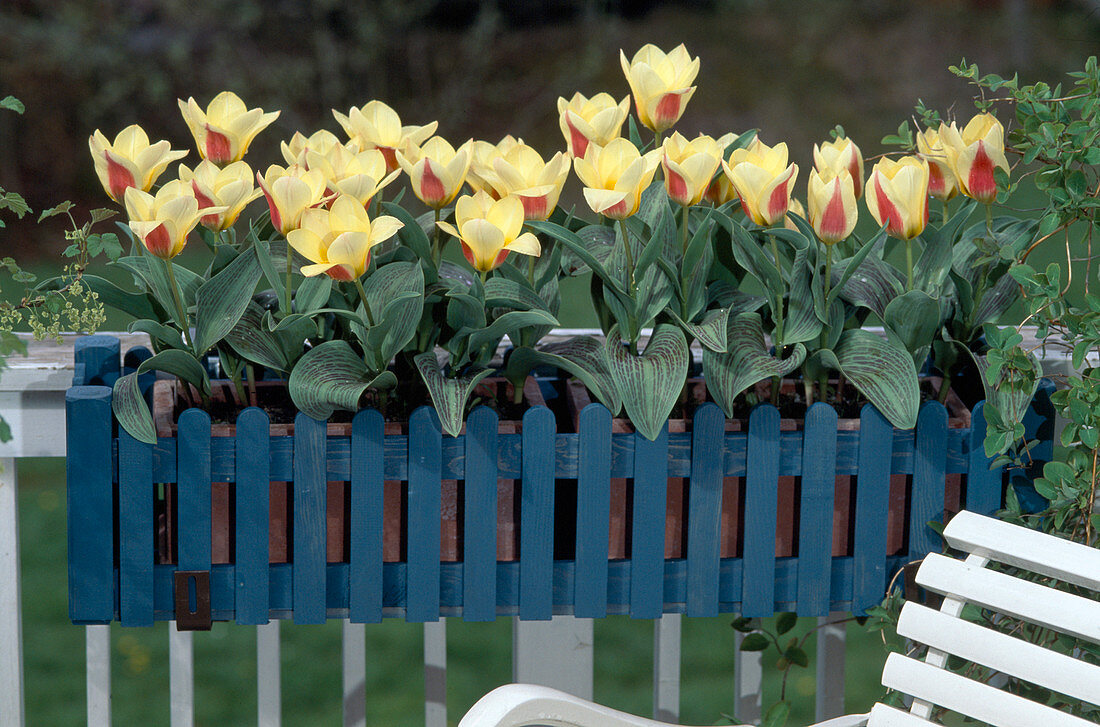 Tulip 'Zamba'