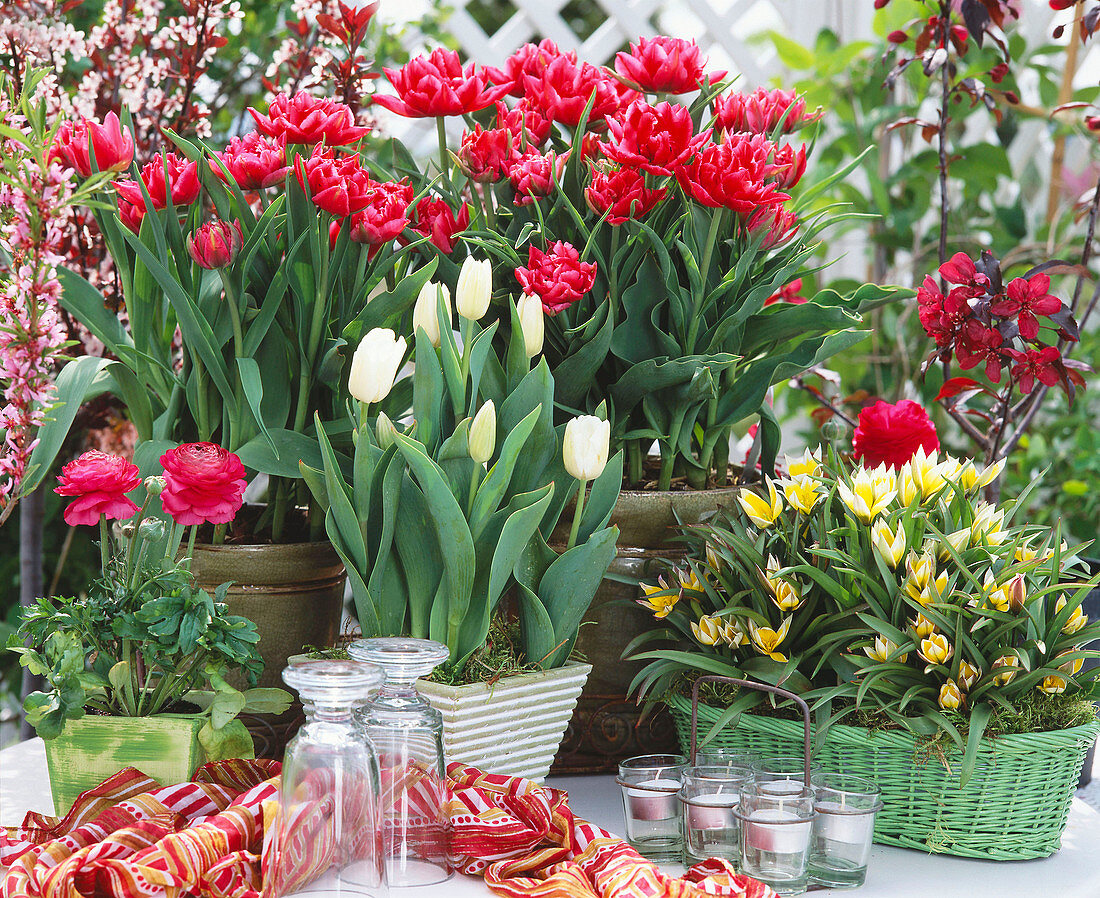 Tulipa 'ELECTRA', Tulipa 'tarda'