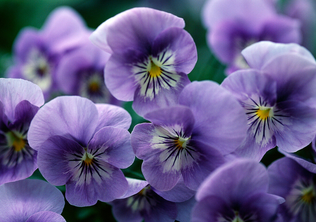 Viola WITTROCKIANA