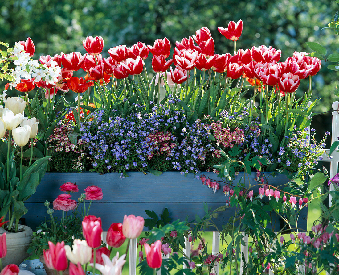 Tulipa 'Funny Widow' (red-white), 'White Dream'