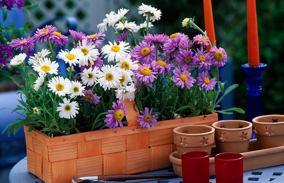 Aster ALPINUS