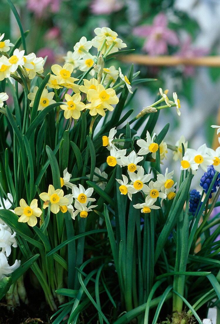 Narcissus hybrids