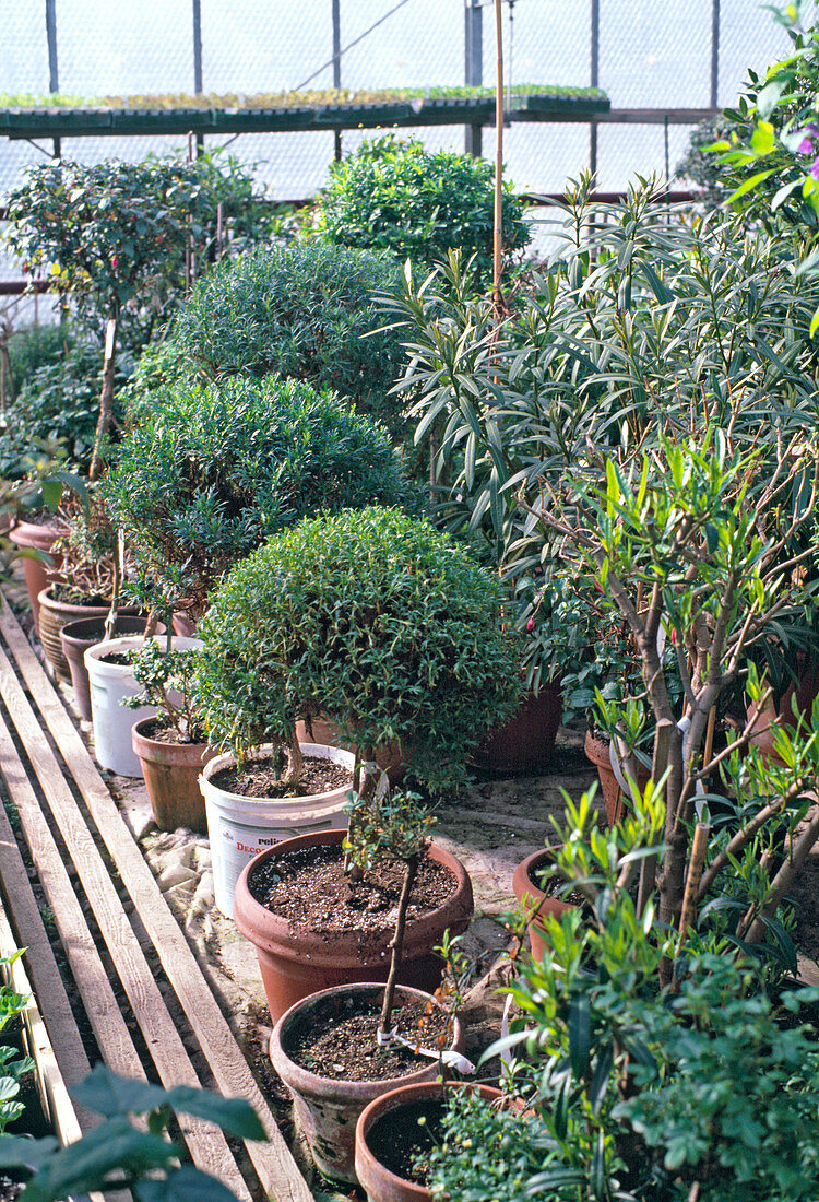 Potted plants in garden center