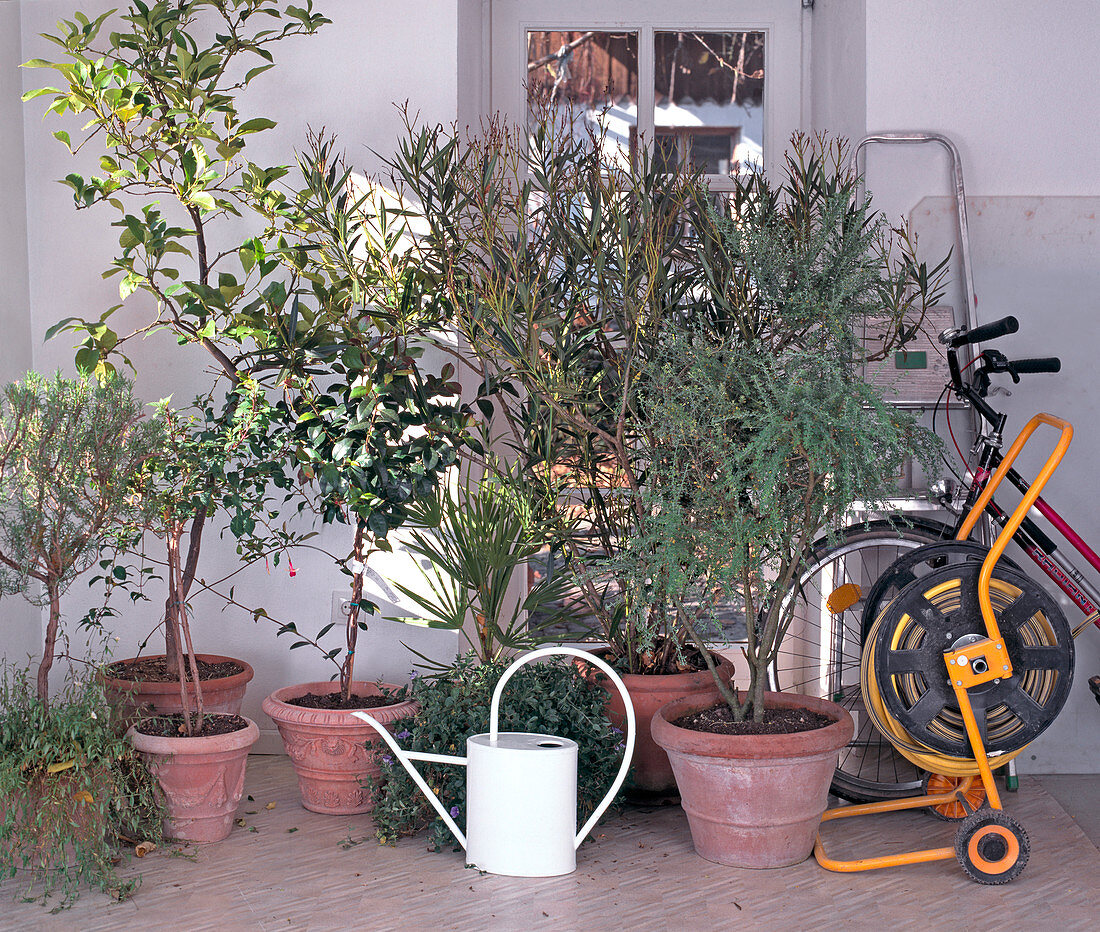 Container plants at the cool wintering place