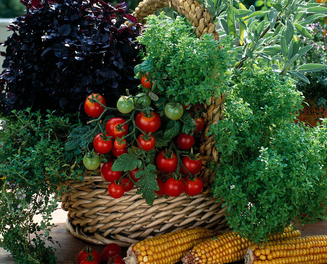 Korb mit Tomate (Lycopersicon), Basilikum 'Oase' 'Orient'