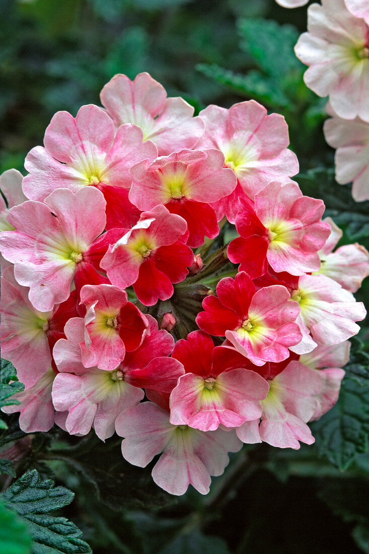 Verbena 'Turmalin'