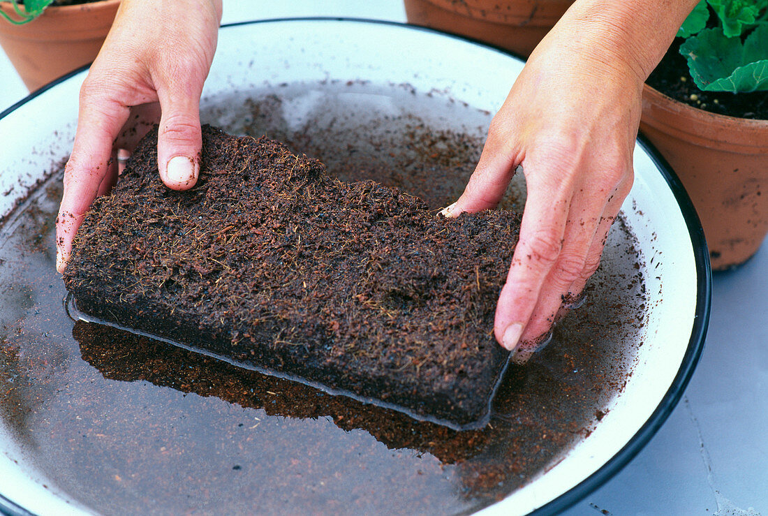 Dissolve cocohum briquettes in water